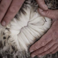 Icebreaker - L'histoire de la laine mérinos