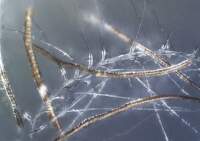 Laine de duvet-unterm-Microscope