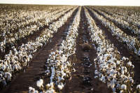 patagonia_bavlna_field