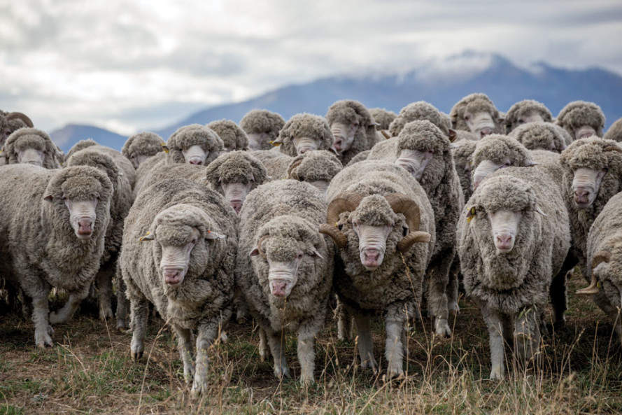 merino-ovce-889x593